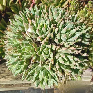 Pianta Aloe brevifoglia in vaso 18