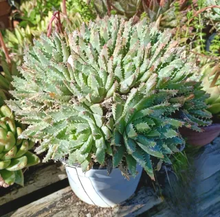 Pianta Aloe brevifoglia in vaso 18