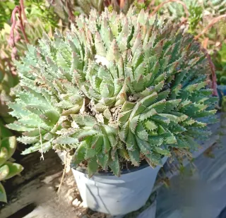 Pianta Aloe brevifoglia in vaso 18