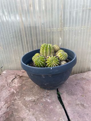 Cactus decorativo maceta negra