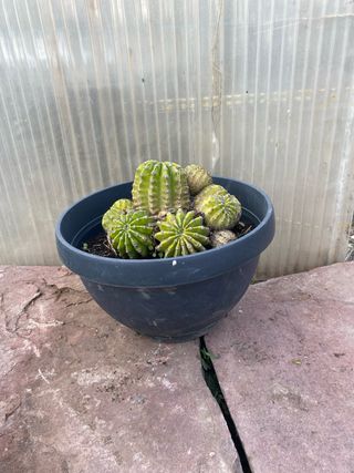 Cactus decorativo maceta negra