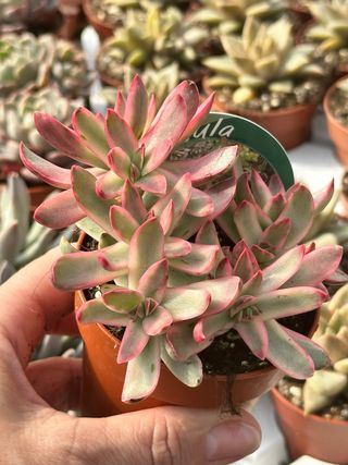 Crassula Dejecta Variegata Planta Suculenta