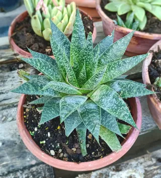 Pianta di Grauderia Sigma