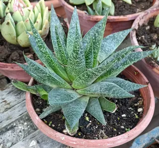 Pianta di Grauderia Sigma