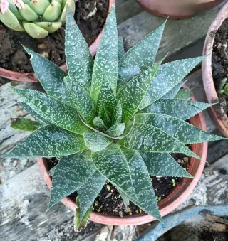 Pianta di Grauderia Sigma