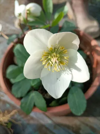 Pianta di Helleboro bianco in vaso 22