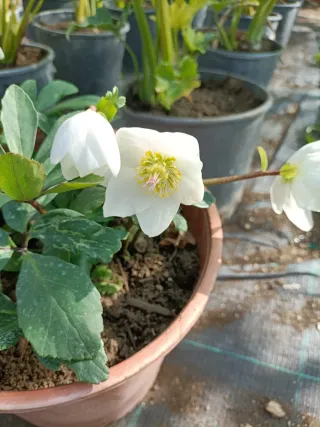 Pianta di Helleboro bianco in vaso 22