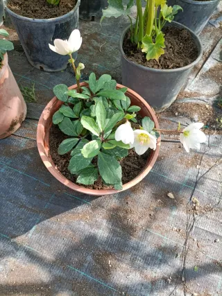Pianta di Helleboro bianco in vaso 22