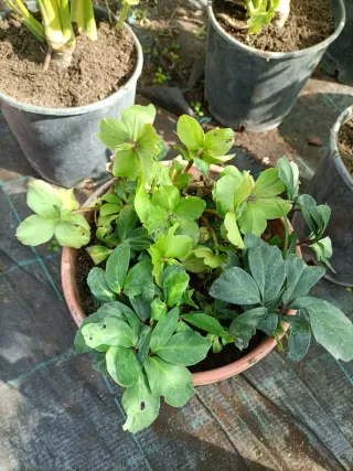 Pianta di Helleboro bianco in vaso 22