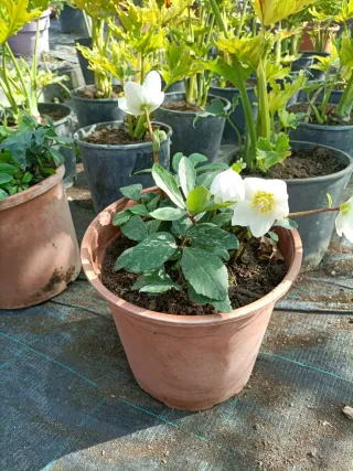 Pianta di Helleboro bianco in vaso 22