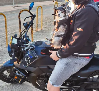 Casco y gafas moto para mascotas