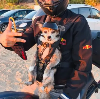 Casco y gafas moto para mascotas