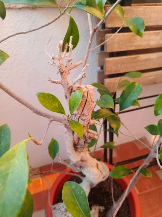 Planta Ficus Bonsái