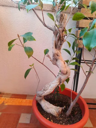 Planta Ficus Bonsái