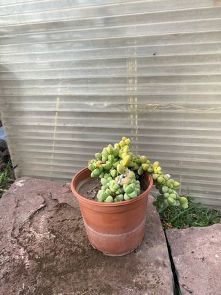 Planta Suculenta Colgante