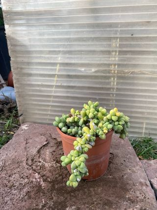 Planta Suculenta Colgante