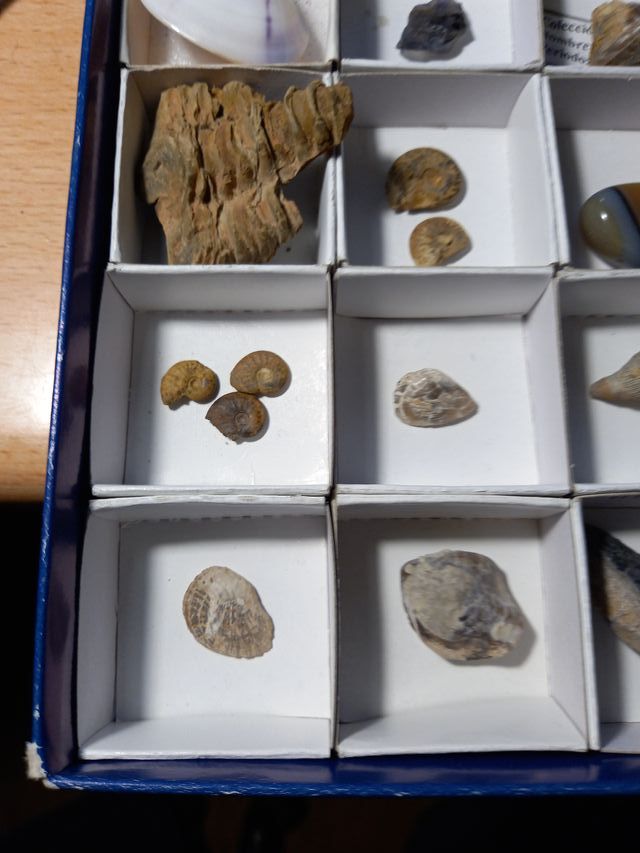 Colección Fósiles Amonites Helechos y más