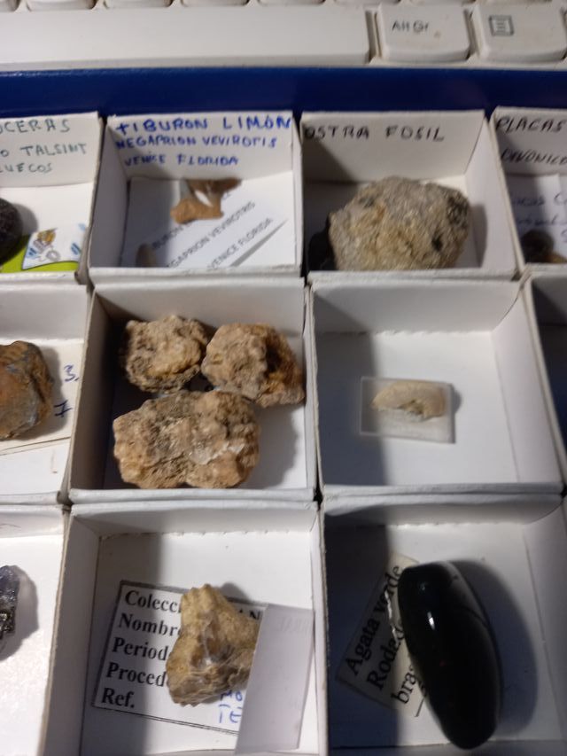 Colección Fósiles Amonites Helechos y más