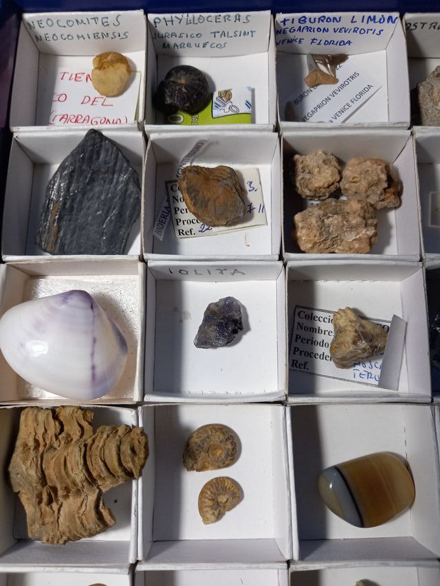 Colección Fósiles Amonites Helechos y más