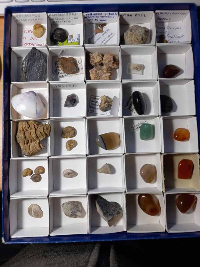 Colección Fósiles Amonites Helechos y más