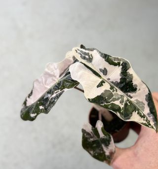 Cormo de Alocasia Sanderiana Pink Rosa