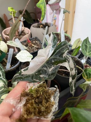 Cormo de Alocasia Sanderiana Pink Rosa