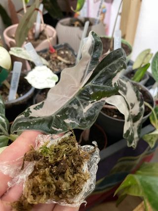 Cormo de Alocasia Sanderiana Pink Rosa