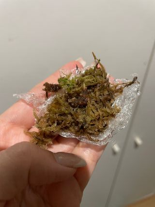 Cormo de Alocasia Sanderiana Pink Rosa