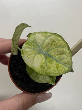 Alocasia Ninja Variegata