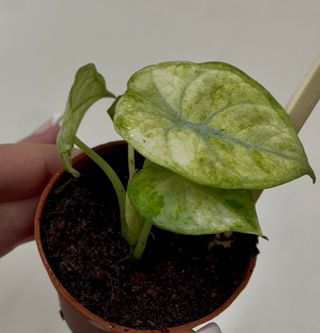 Alocasia Ninja Variegata