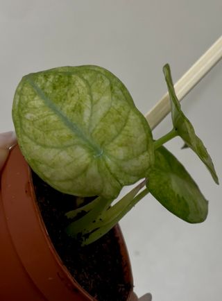Alocasia Ninja Variegata