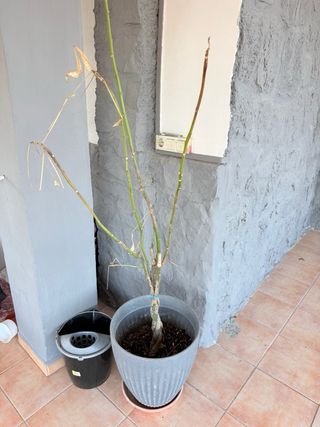 Juego de 2 macetas grandes y 1 maceta Buda+plntas