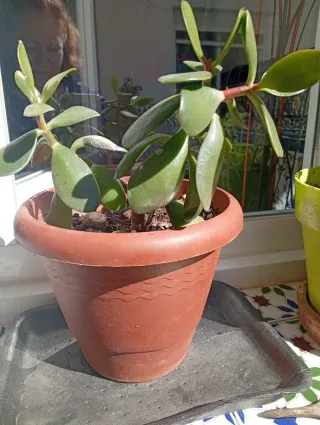 Planta Jade en maceta