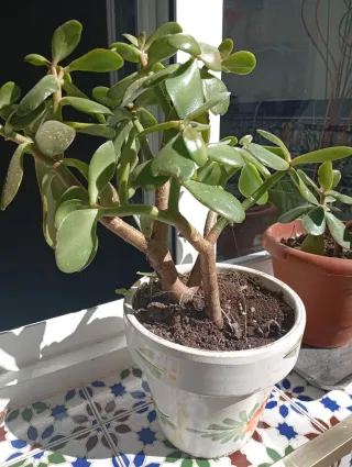 Planta Crassula Ovata (Árbol de Jade)