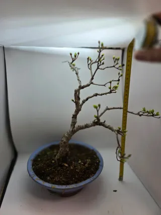 Enkianthus perulatum bonsai