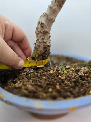 Enkianthus perulatum bonsai
