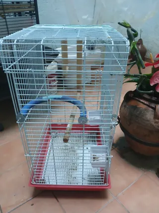 Jaulas grandes para loros