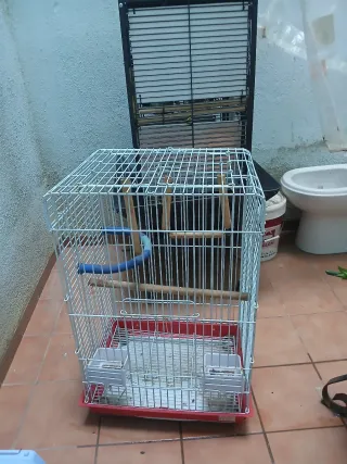Jaulas grandes para loros