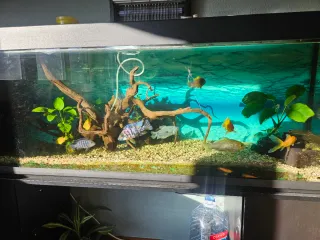 Acuario 350L Completo
