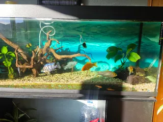 Acuario 350L Completo