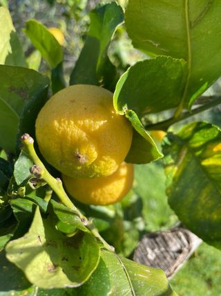 Limoni biologici freschi