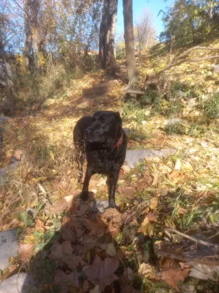 Cuidado de animales y paseo de perros.