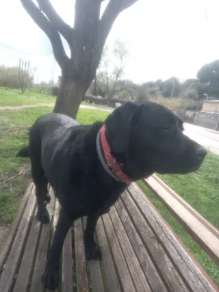 Cuidado de animales y paseo de perros.