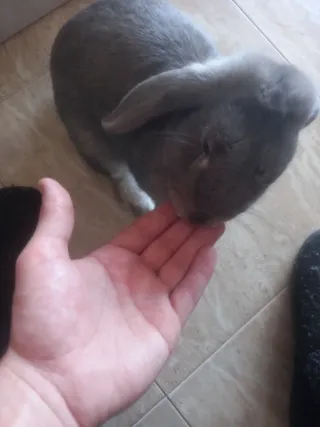 Cuidado de animales y paseo de perros.