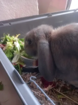 Cuidado de animales y paseo de perros.