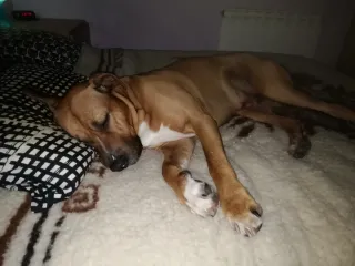 Cuidado de animales y paseo de perros.