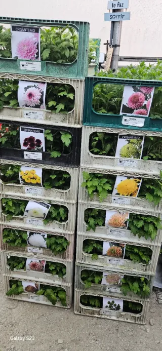 Crisântemos avulso 0,50€ cada