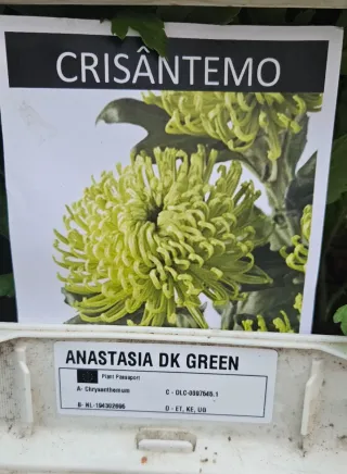 Crisântemo Anastasia DK Green