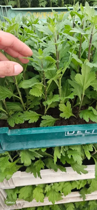 Crisântemo Anastasia DK Green