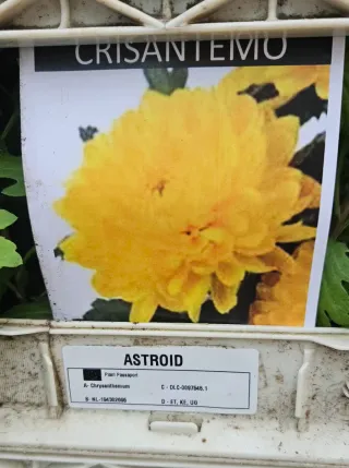 Crisântemo Astroid Amarelo